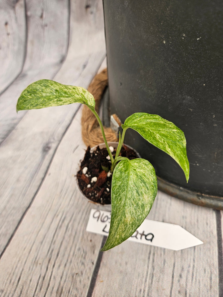 Monstera Var Laniata (2in)-963