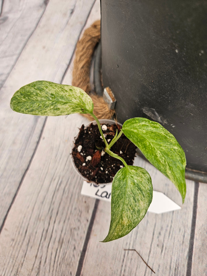 Monstera Var Laniata (2in)-963