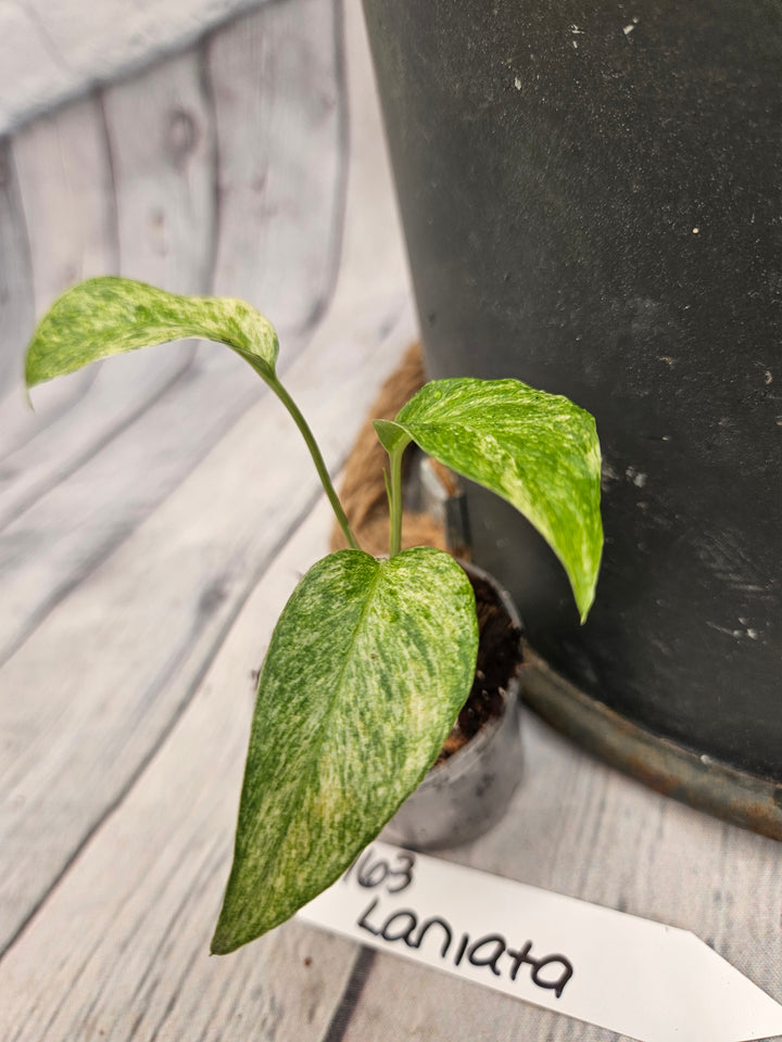 Monstera Var Laniata (2in)-963