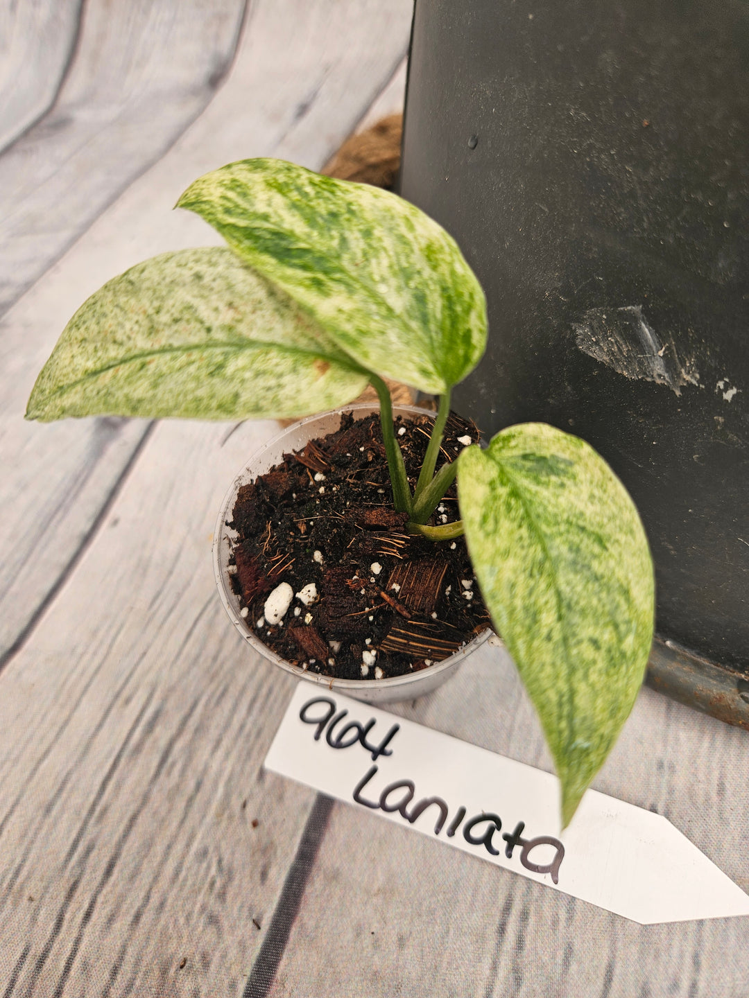 Monstera Var Laniata (2in)-964