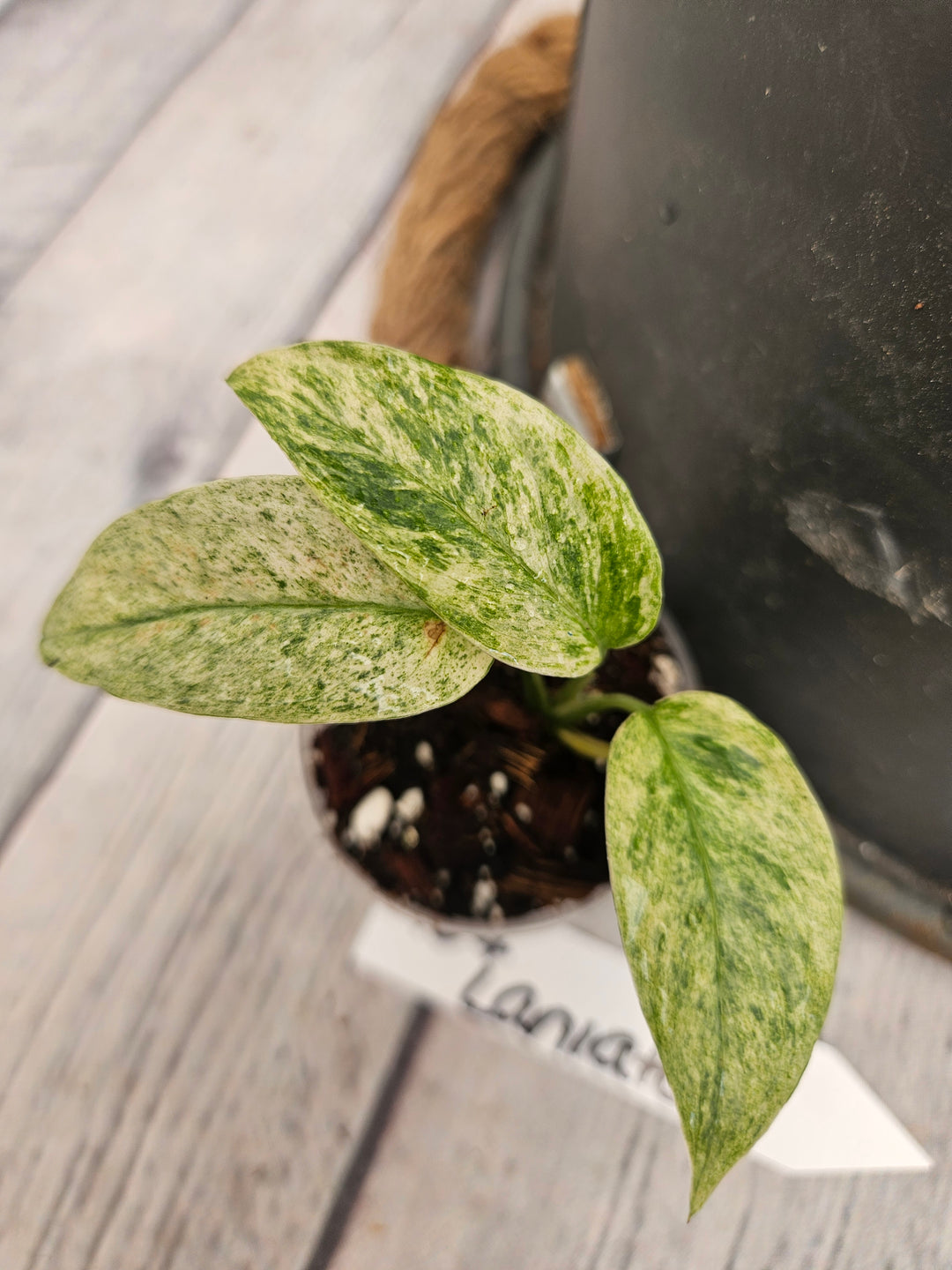Monstera Var Laniata (2in)-964