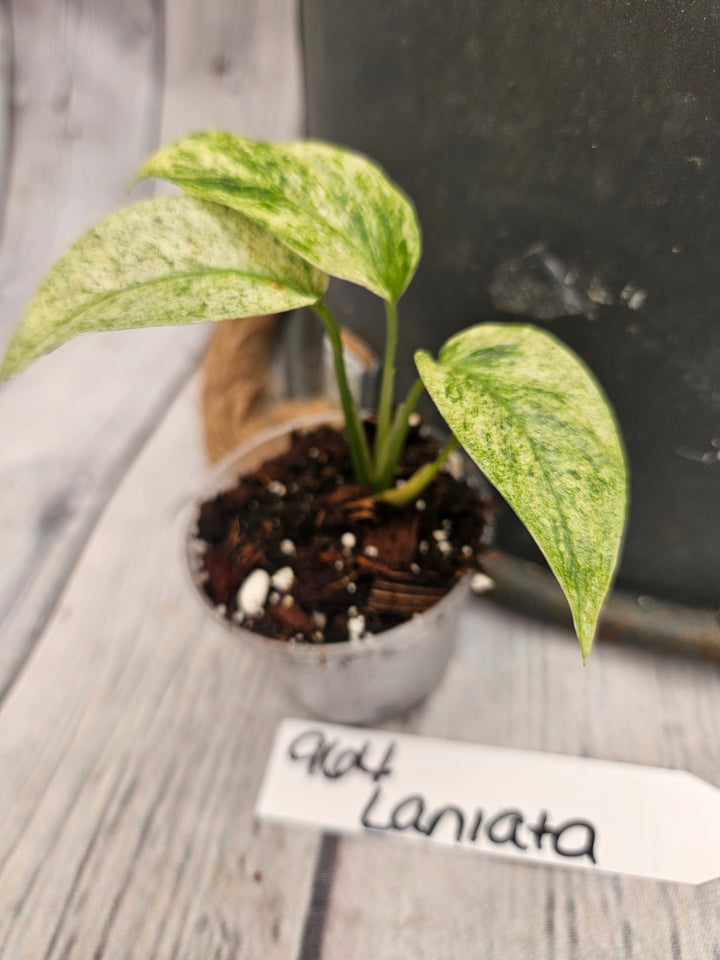 Monstera Var Laniata (2in)-964