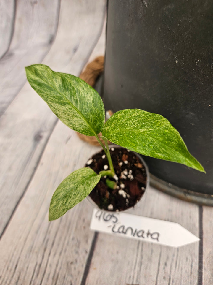 Monstera Var Laniata (2in)-965