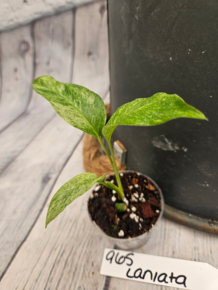 Monstera Var Laniata (2in)-965
