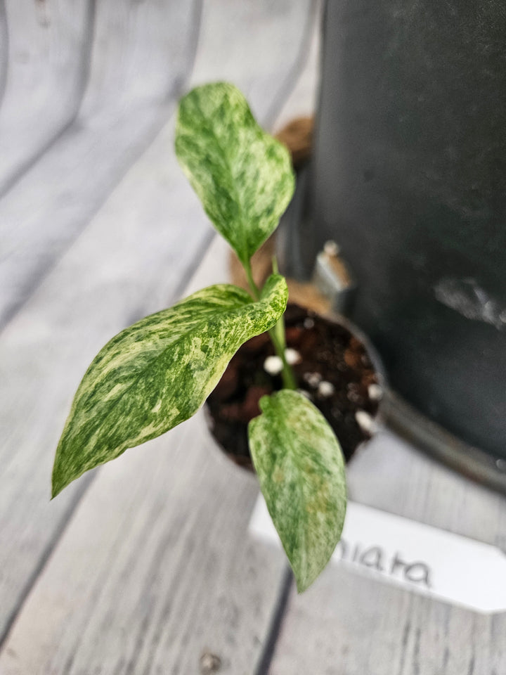 Monstera Var Laniata (2in)-966