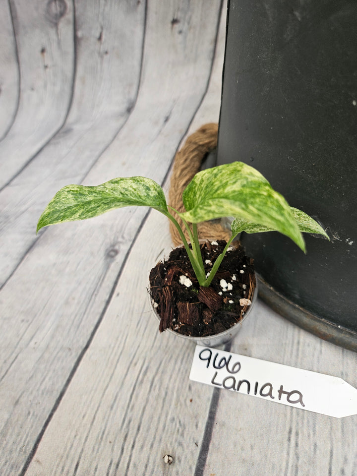 Monstera Var Laniata (2in)-966