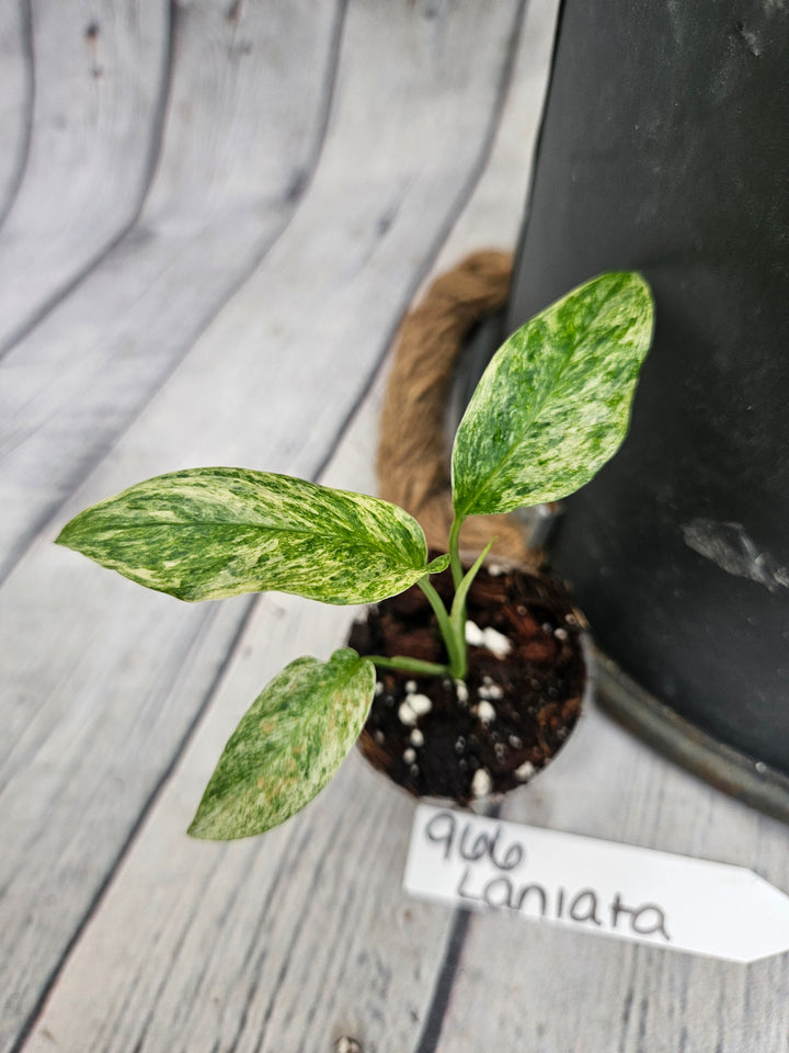 Monstera Var Laniata (2in)-966