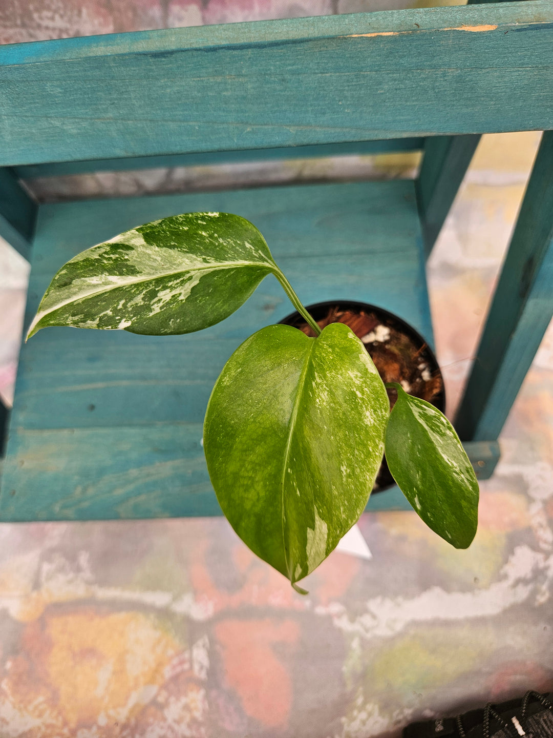 Monstera Albo (3in)-105