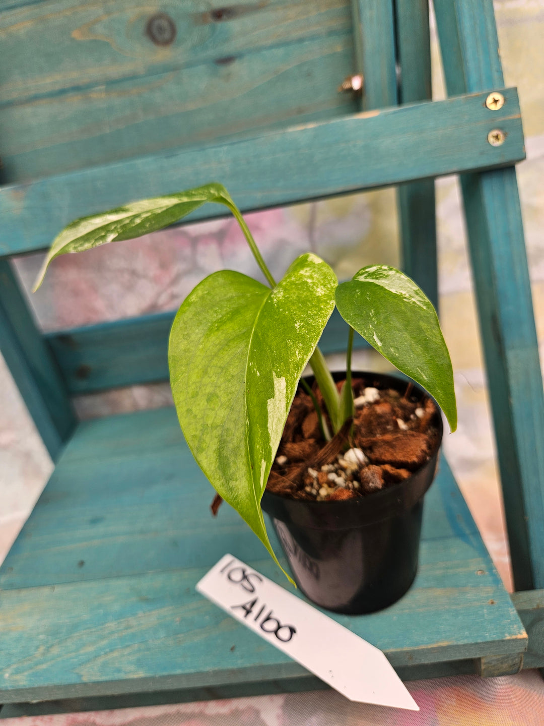 Monstera Albo (3in)-105