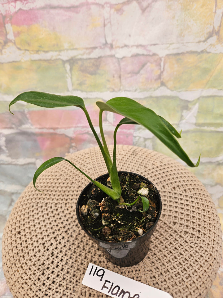 Monstera Burle Marx Flame (3in)-119