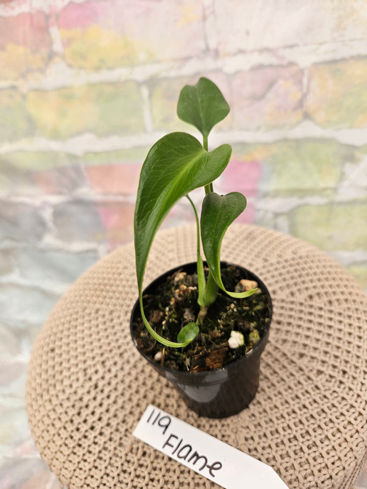 Monstera Burle Marx Flame (3in)-119
