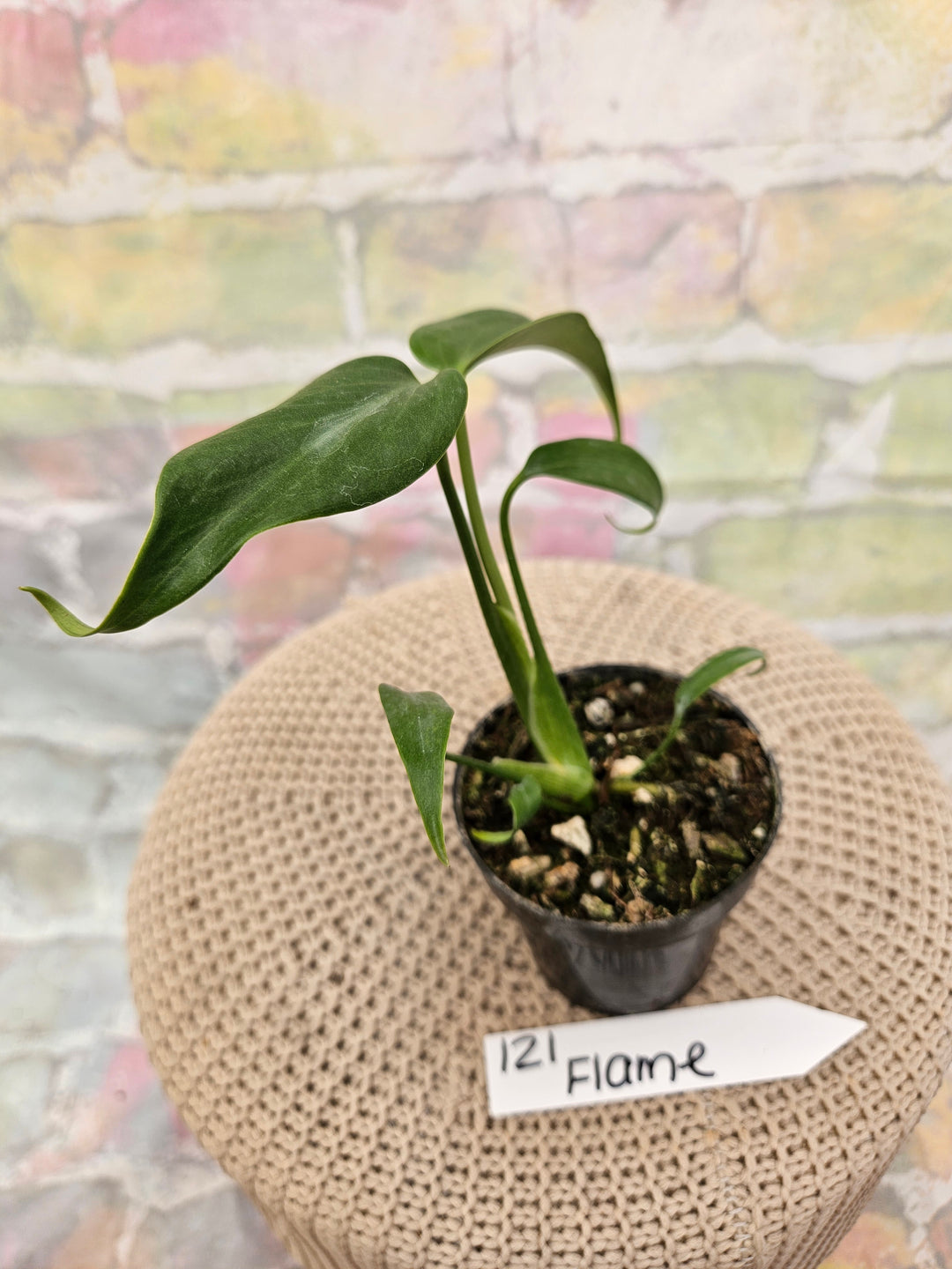 Monstera Burle Marx Flame (3in)-121