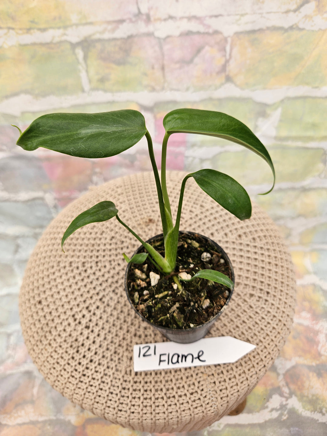 Monstera Burle Marx Flame (3in)-121