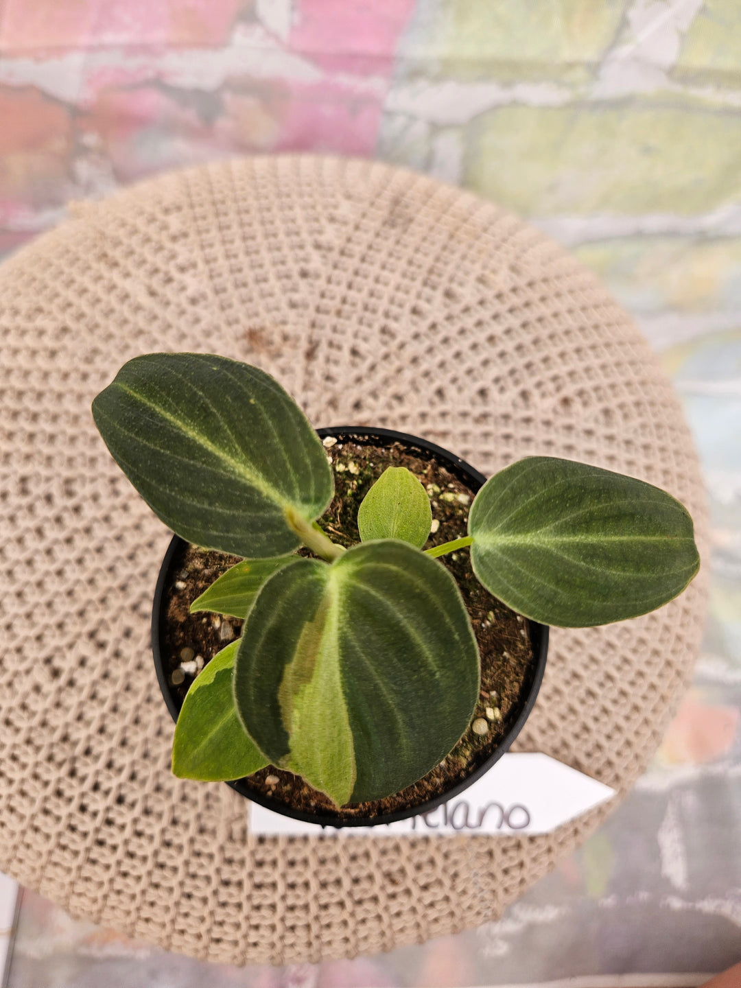 Philodendron Variegated Melanochrysum (3in)-134