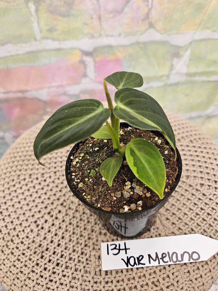Philodendron Variegated Melanochrysum (3in)-134