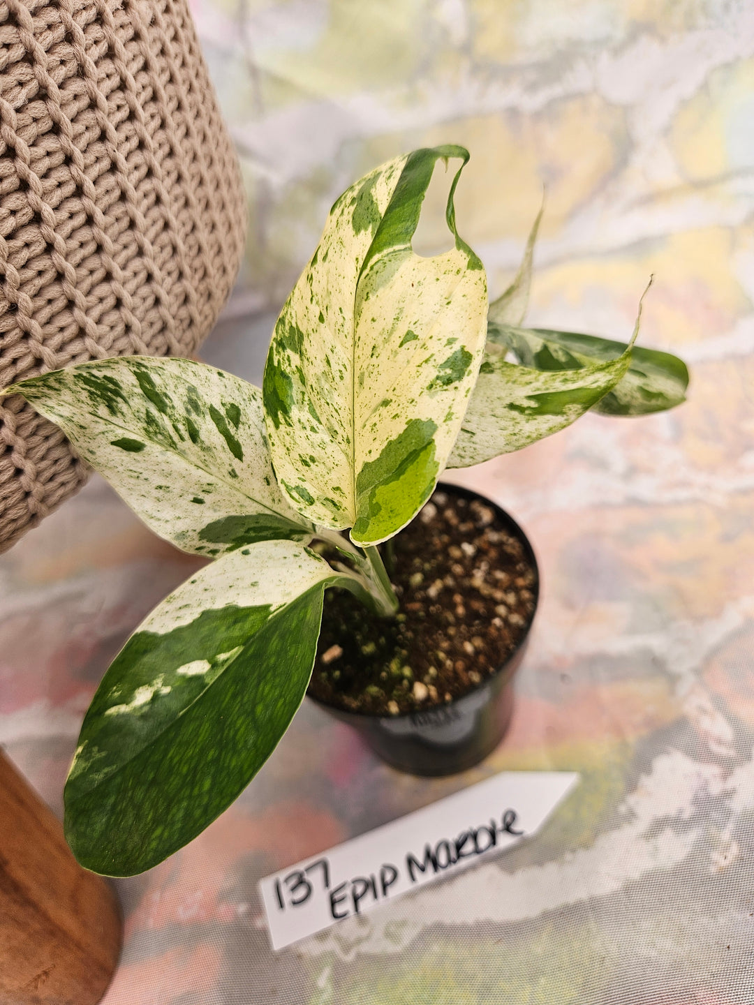 Epipremnum Pinnatrum Marble (3in)-137