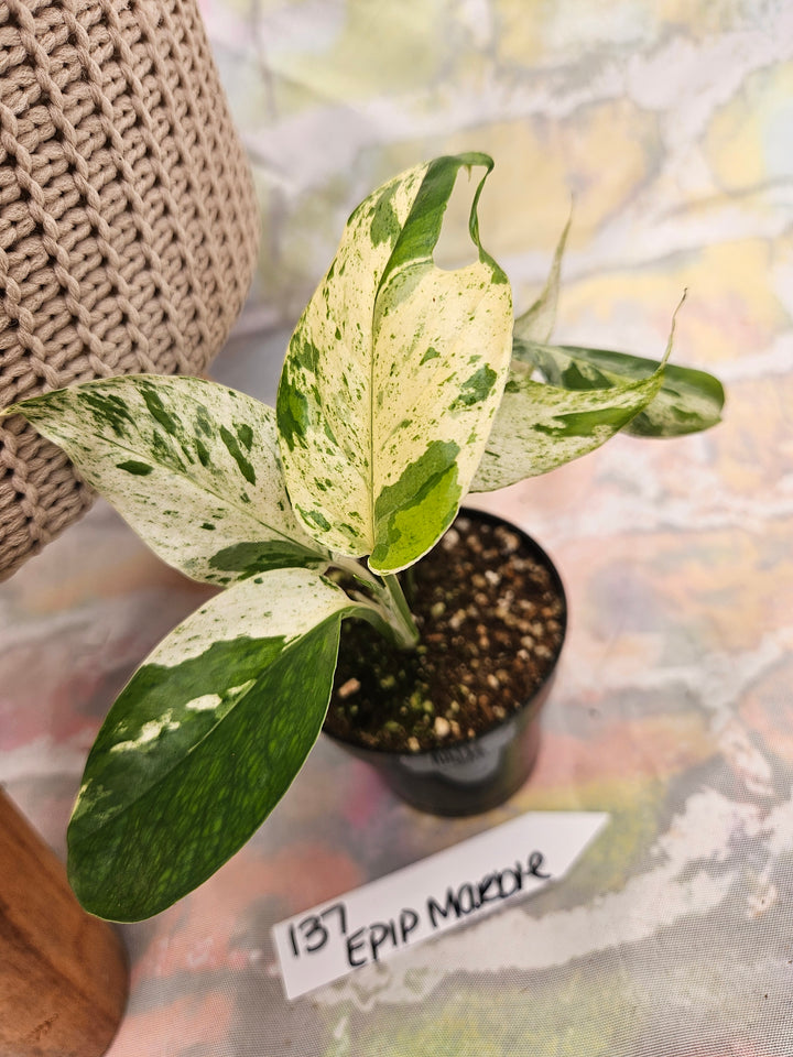 Epipremnum Pinnatrum Marble (3in)-137