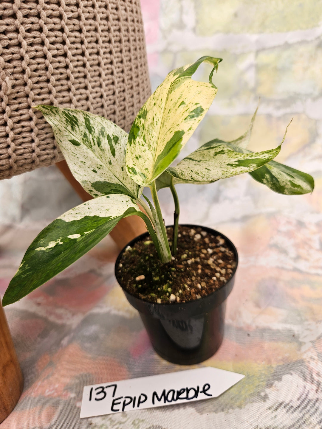 Epipremnum Pinnatrum Marble (3in)-137