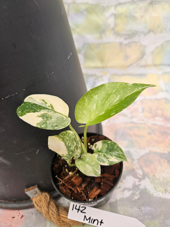 Monstera Deliciosa Mint (3in)-142