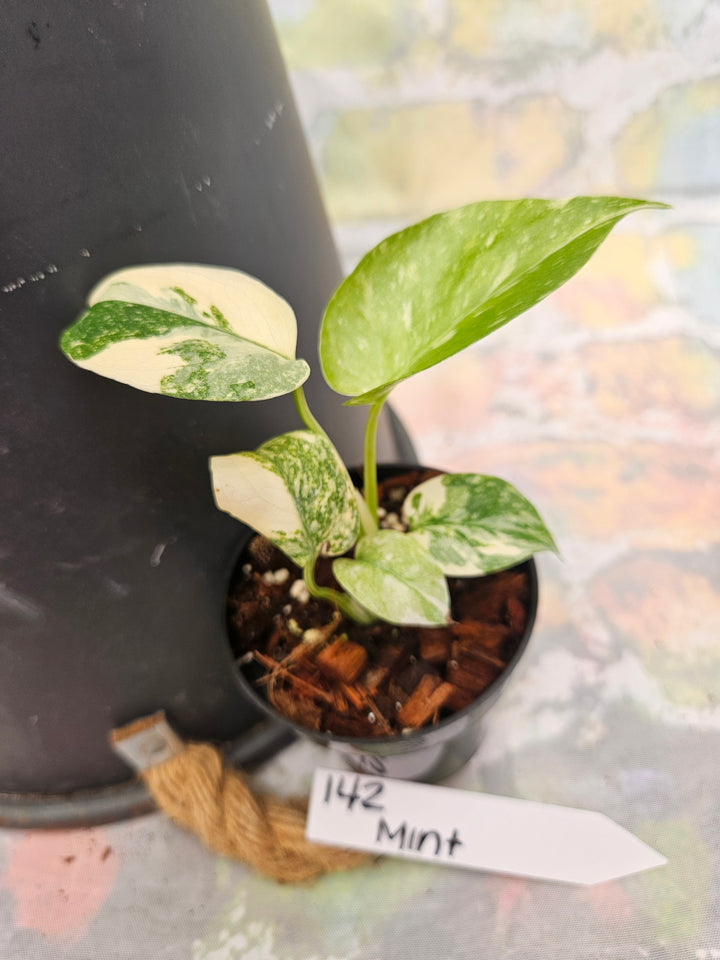 Monstera Deliciosa Mint (3in)-142