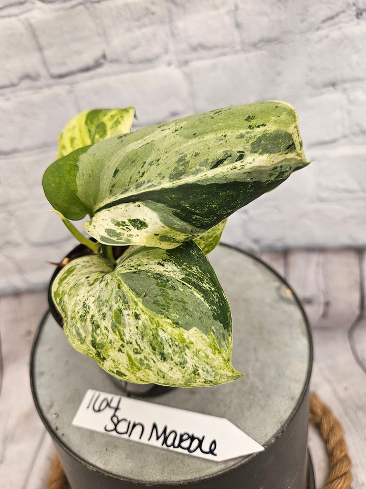 Scindapsus Jade Satin Marble (3in)-164