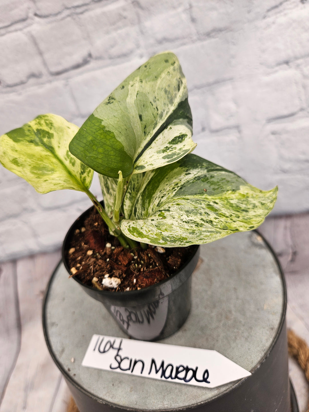 Scindapsus Jade Satin Marble (3in)-164