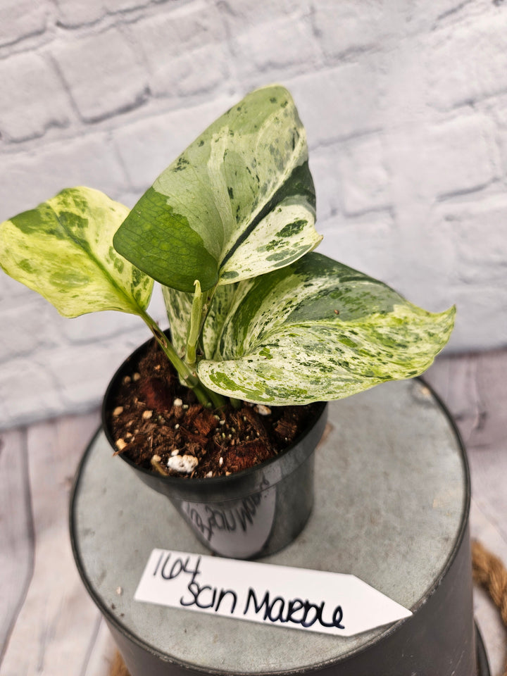Scindapsus Jade Satin Marble (3in)-164