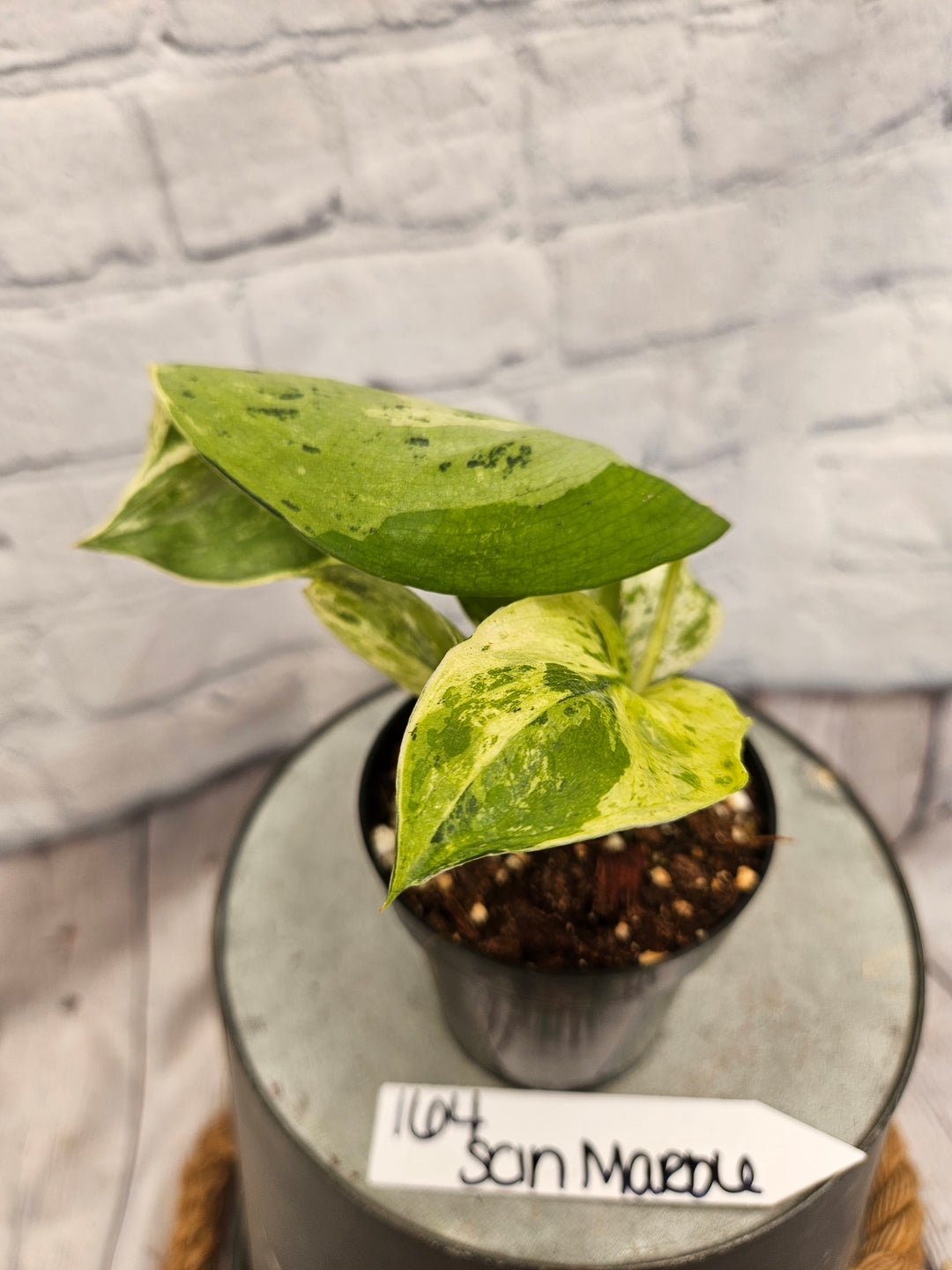 Scindapsus Jade Satin Marble (3in)-164