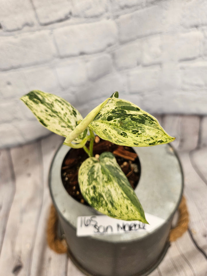 Scindapsus Jade Satin Marble (3in)-165