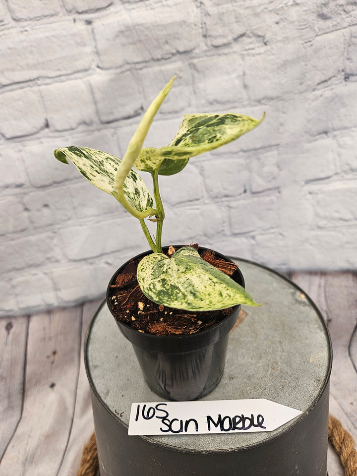 Scindapsus Jade Satin Marble (3in)-165