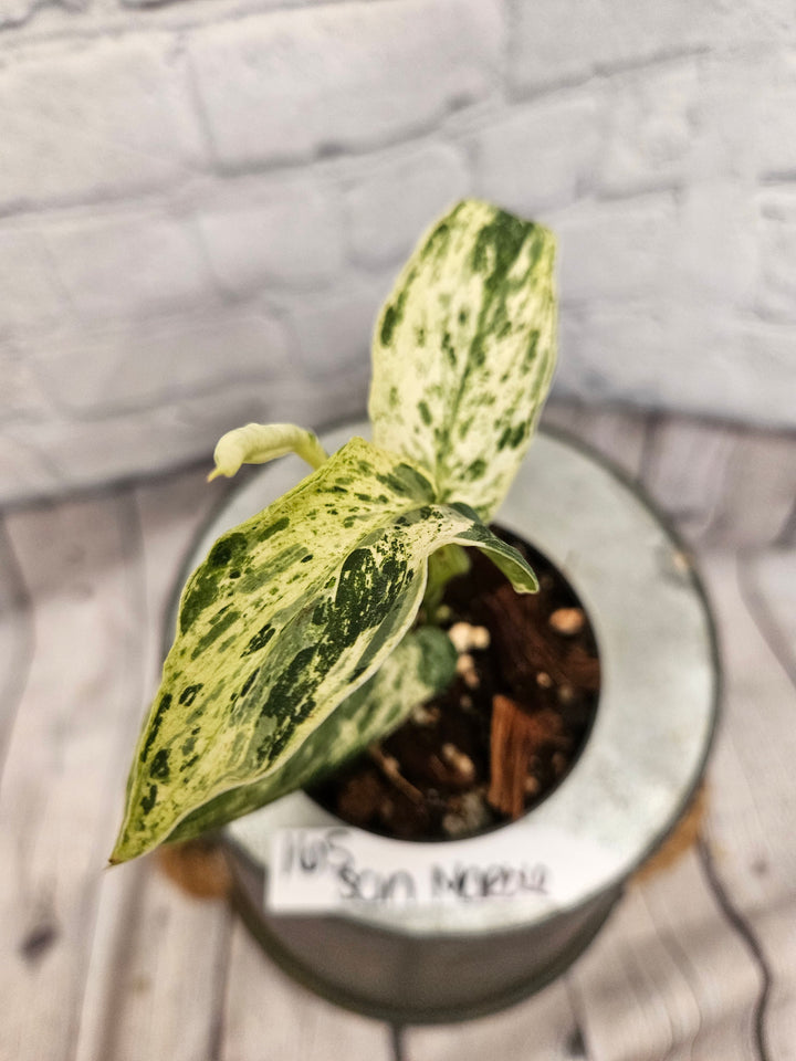 Scindapsus Jade Satin Marble (3in)-165