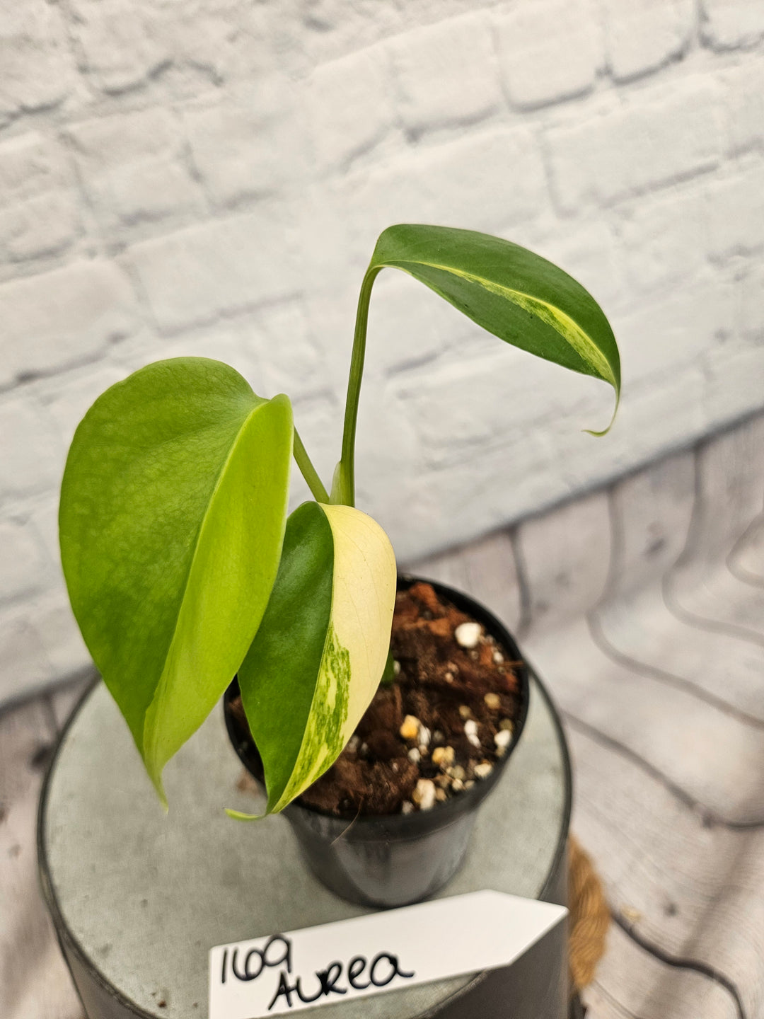 Monstera Aurea (3in)-169