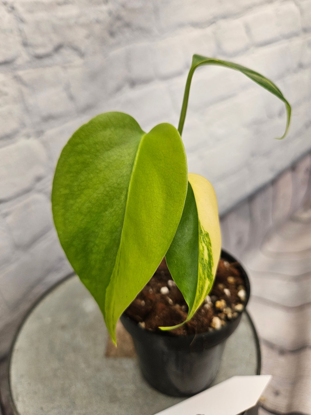 Monstera Aurea (3in)-169