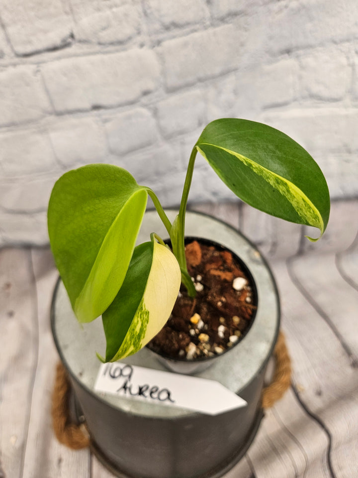 Monstera Aurea (3in)-169