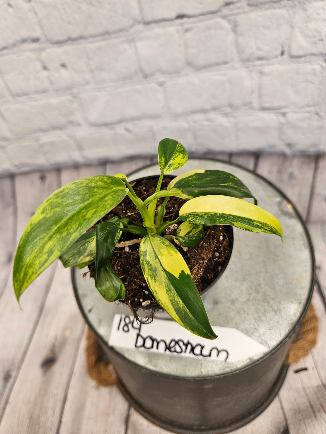 Philodendron Variegated Domesticum (3in)-184