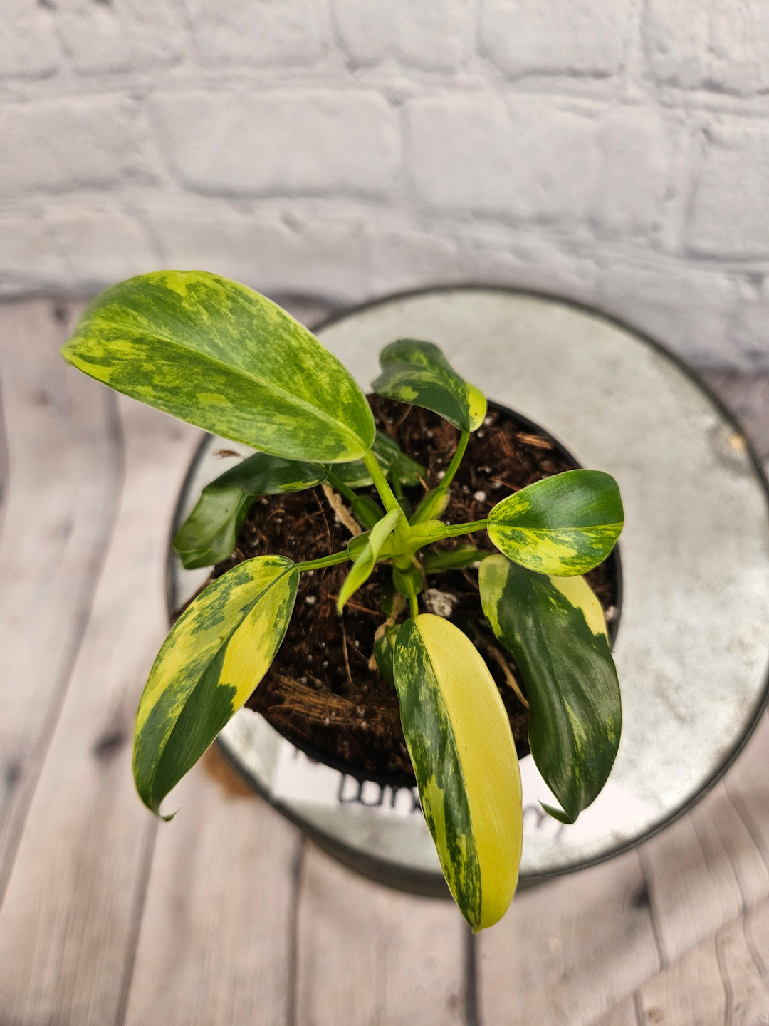 Philodendron Variegated Domesticum (3in)-184