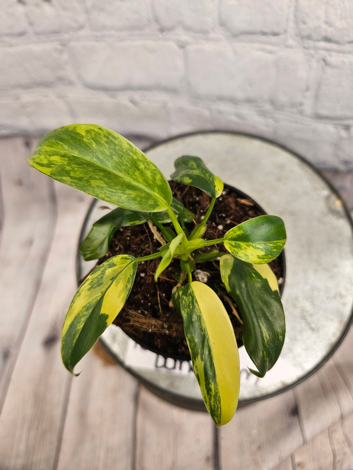 Philodendron Variegated Domesticum (3in)-184