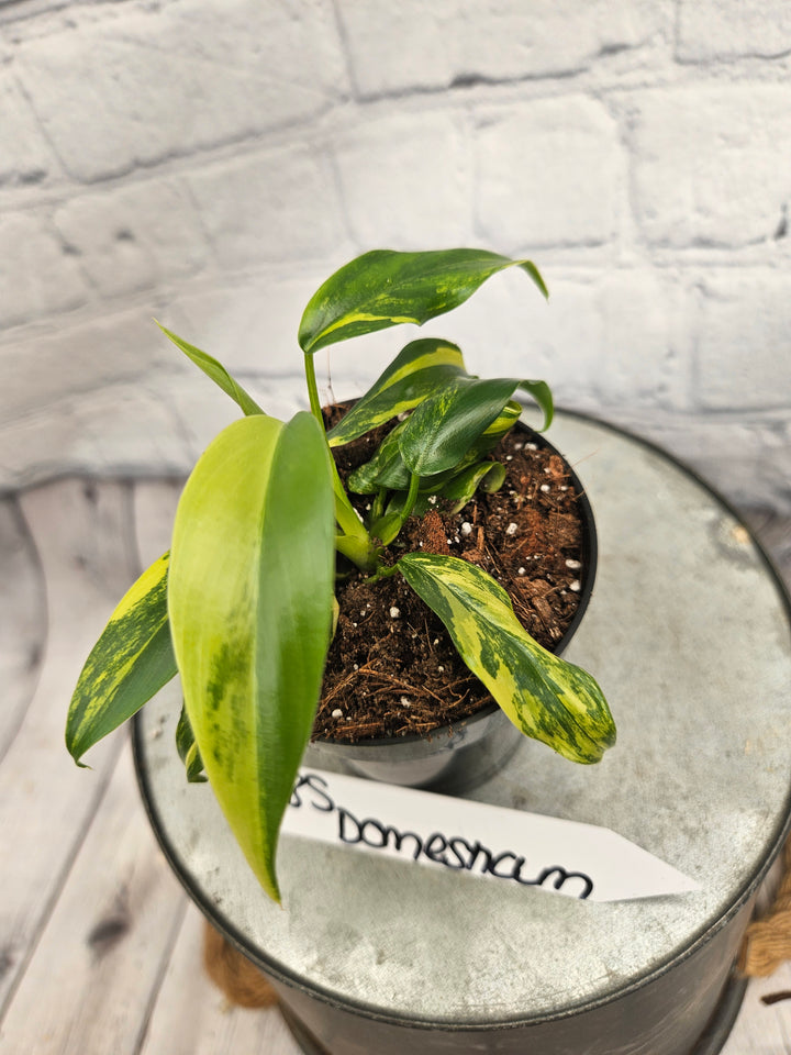 Philodendron Variegated Domesticum (3in)-185