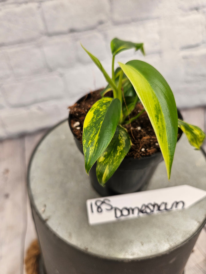 Philodendron Variegated Domesticum (3in)-185
