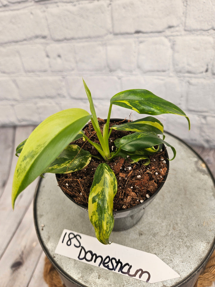 Philodendron Variegated Domesticum (3in)-185