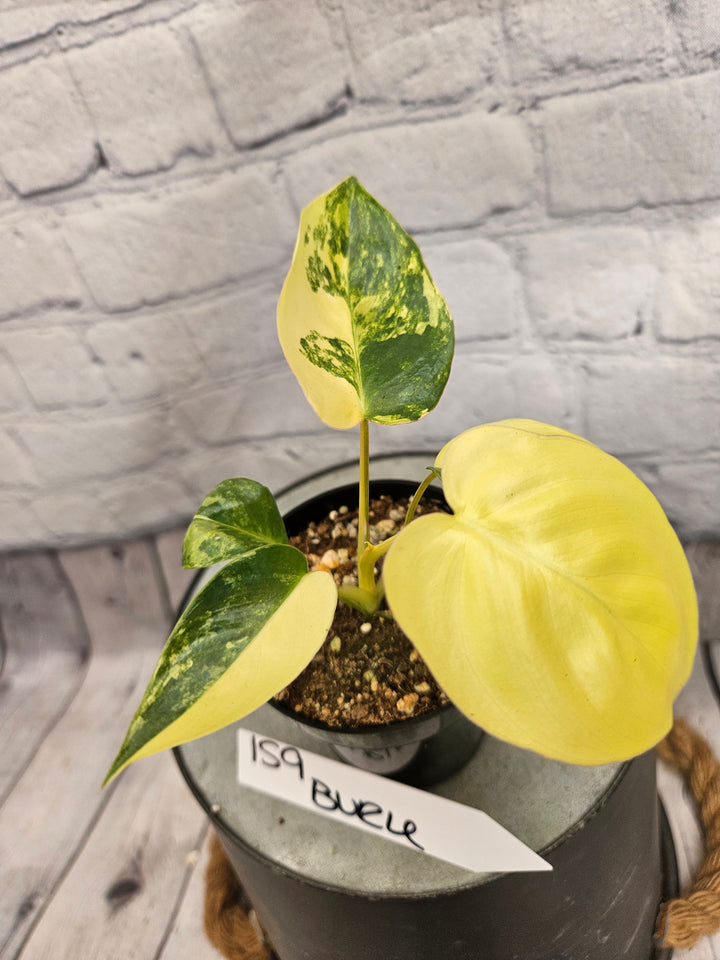 Philodendron Burle Marx (3in)-159