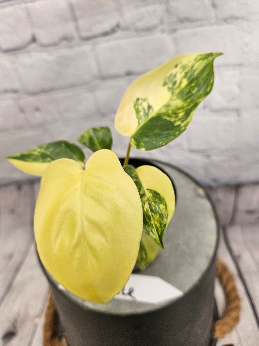 Philodendron Burle Marx (3in)-159