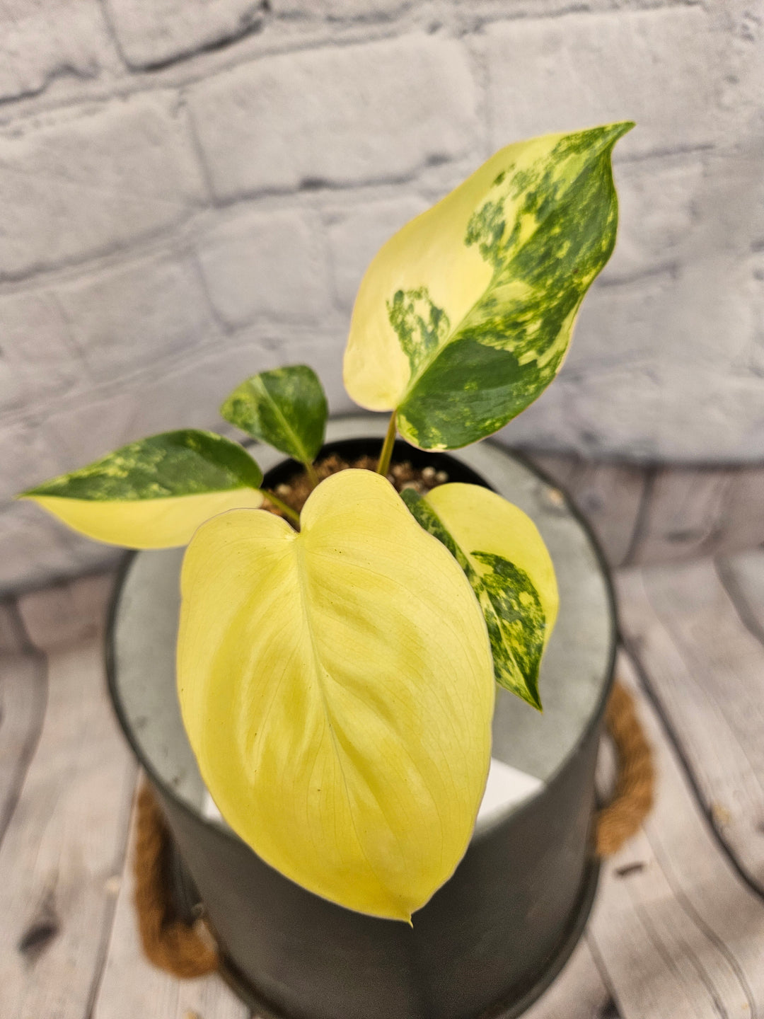 Philodendron Burle Marx (3in)-159
