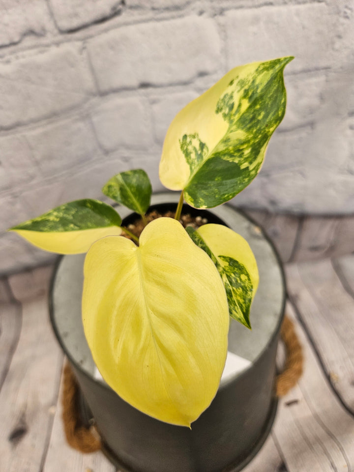 Philodendron Burle Marx (3in)-159
