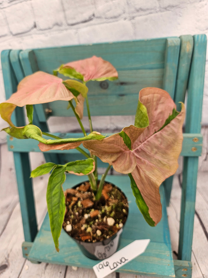 Syngonium Pink Lava (4in)-196