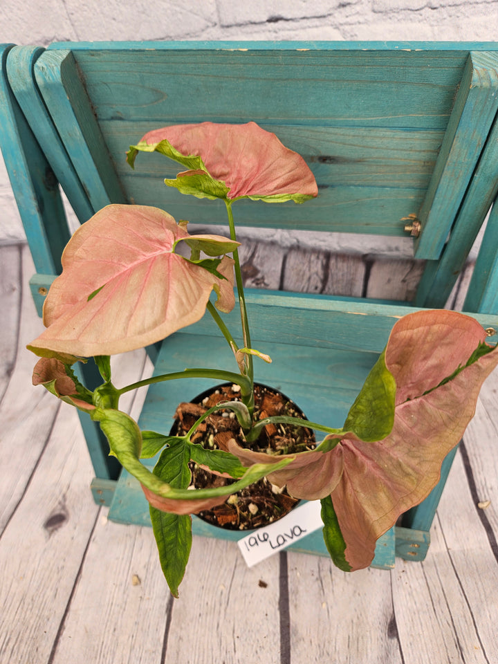 Syngonium Pink Lava (4in)-196