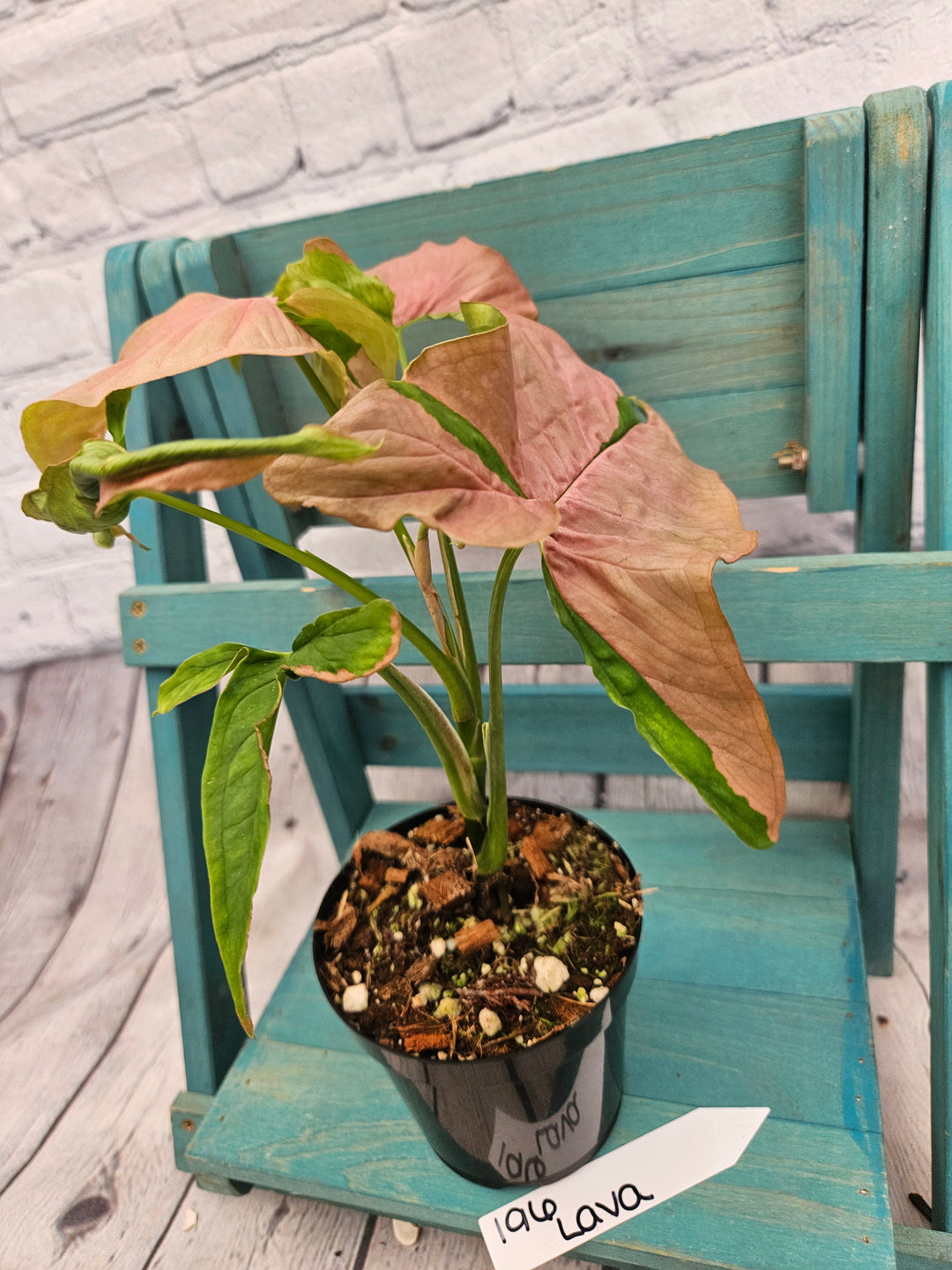 Syngonium Pink Lava (4in)-196