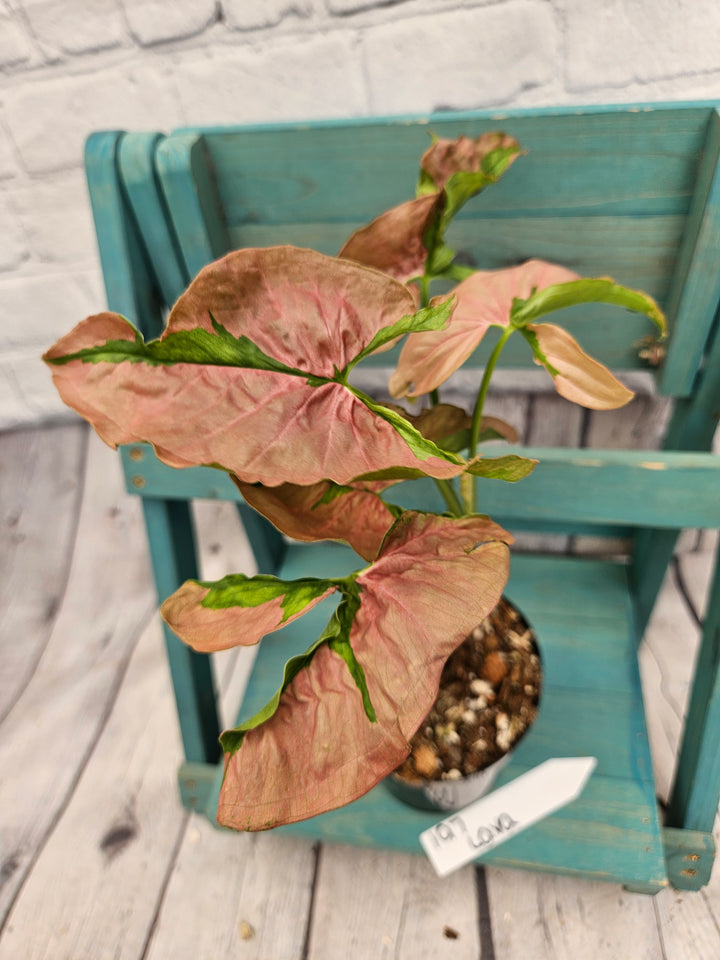 Syngonium Pink Lava (4in)-197