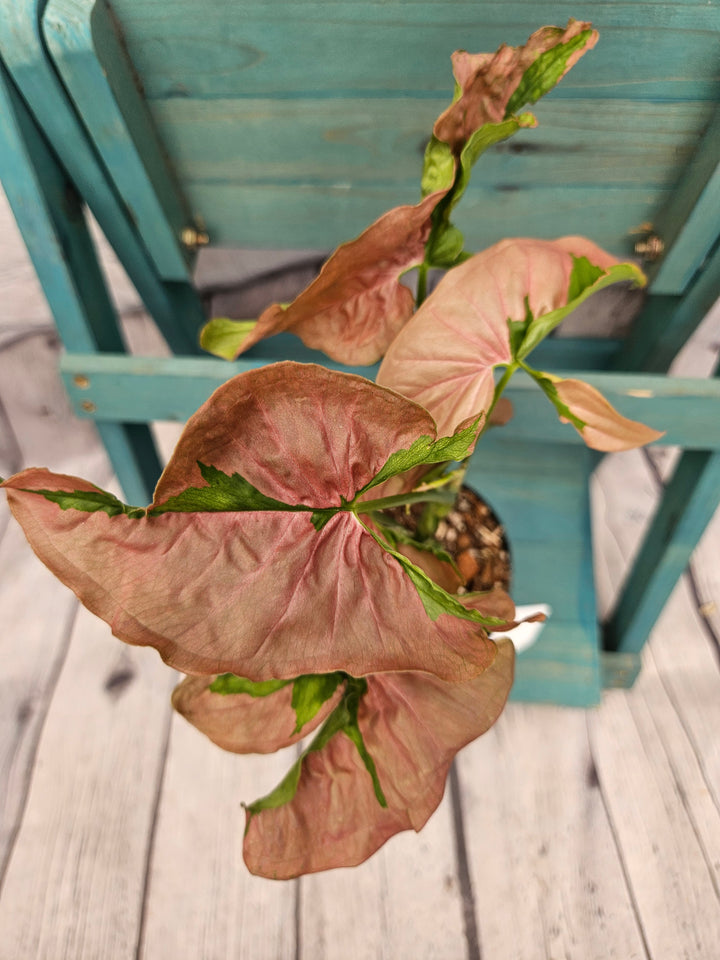 Syngonium Pink Lava (4in)-197