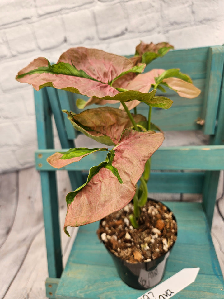 Syngonium Pink Lava (4in)-197